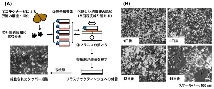 図１．(A)ラット肝細胞の混合培養系を用いたクッパー細胞の単離方法、（B）ラット肝細胞の混合培養系におけるクッパー細胞の増殖（球形の光った細胞がクッパー細胞、培養12日後に顕著）