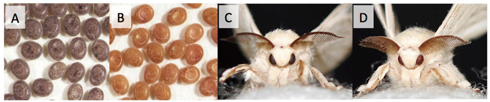 図1　野生型のカイコと紫色の色素を作れない赤卵変異体　野生型のカイコの卵（A）と成虫（C）、及び赤卵変異体の卵（B）と成虫（D）。野生型のカイコ（C）は眼が黒い。一方赤卵変異体（D）は、紫色のオモクローム系色素の合成に必要な遺伝子（Bm-re 遺伝子）に異常があり、紫色の色素を正常に合成することができないため、眼と卵が赤くなる。 