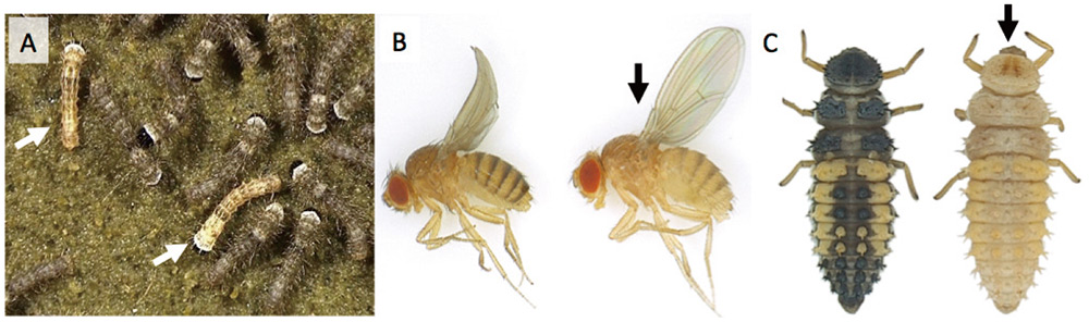 図2　カイコの黒色の色素の合成を抑える遺伝子を強く発現させた昆虫　カイコのふ化直後の幼虫（A）、キイロショウジョウバエの成虫（B）、テントウムシ（ナミテントウ）の幼虫（C）。いずれも矢印が組換え体。カイコの黒いメラニン系色素の合成を抑える遺伝子（Bm-aaNAT 遺伝子）を働かせることにより、組換え体では体表の黒い色素が薄くなった。 