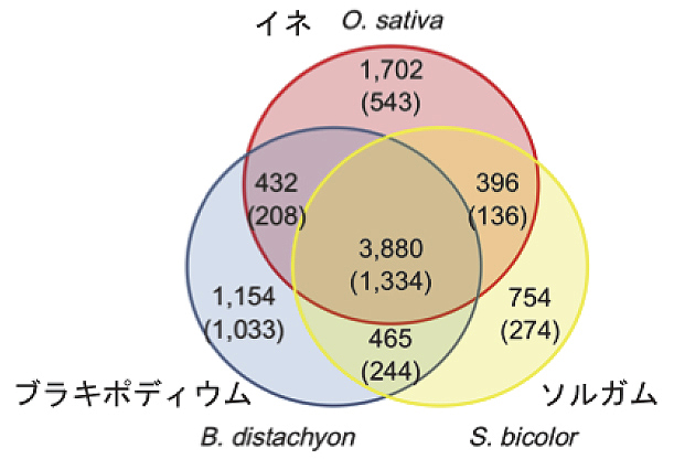 図4　6B染色体概要配列で推定された遺伝子セットのイネ、ブラキポディウム、ソルガムとの相同性比較