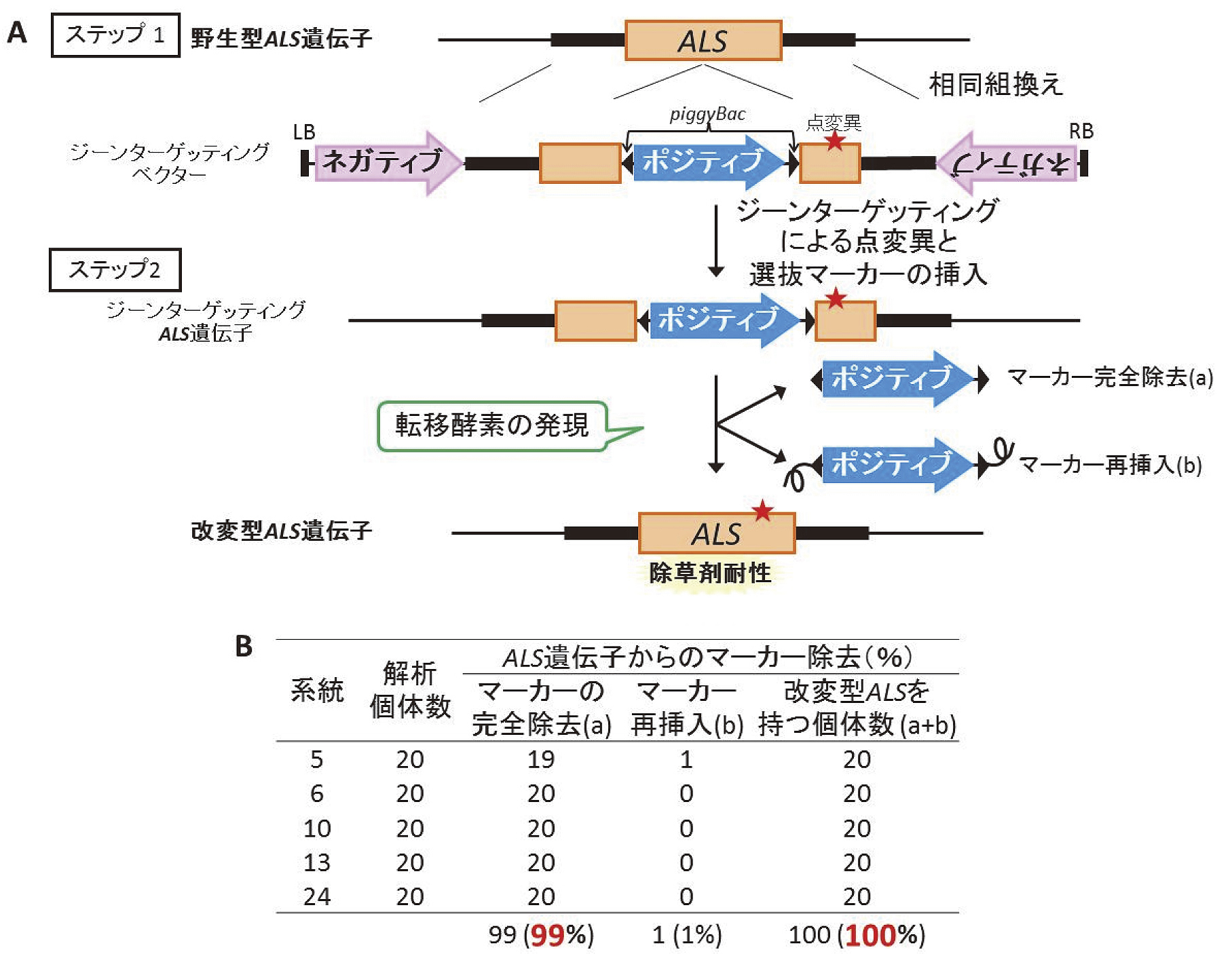 図1　ジーンターゲッティングとpiggyBacによる、マーカー除去を利用したALS遺伝子への点変異の導入