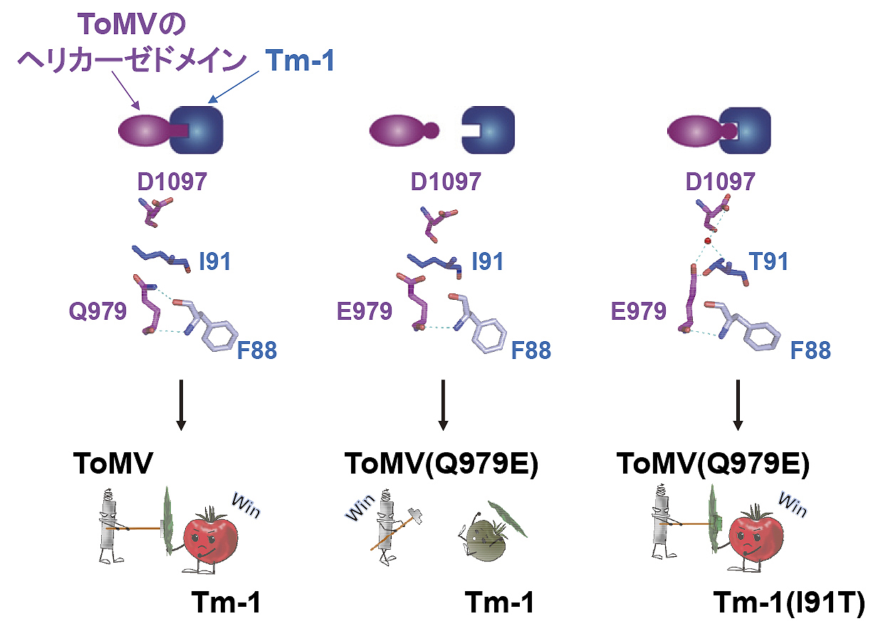 図3　ToMVの複製タンパク質とTm-1の共進化