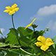 梅雨も終盤を迎え、夏の花が増えました。