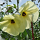 盛夏となり、新たに花が咲き始め、実も大きくなってきました。