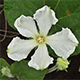 朝晩が涼しくなり、夏の名残の花が咲いています。