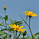 秋の花が咲き始めました。