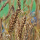 中生小麦の一部が成熟期となりました。