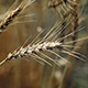 晩生小麦のほとんどが成熟期となりました。