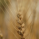 晩生大麦、早生のパン用小麦と一部の中生のめん用小麦が成熟期となりました。