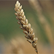 中生のめん用小麦などが成熟期となりました。
