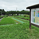 稲の生育が進み茎数も増え、順調に大きくなっています。
