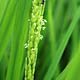 今年は田植えが遅れましたが、開花しています。