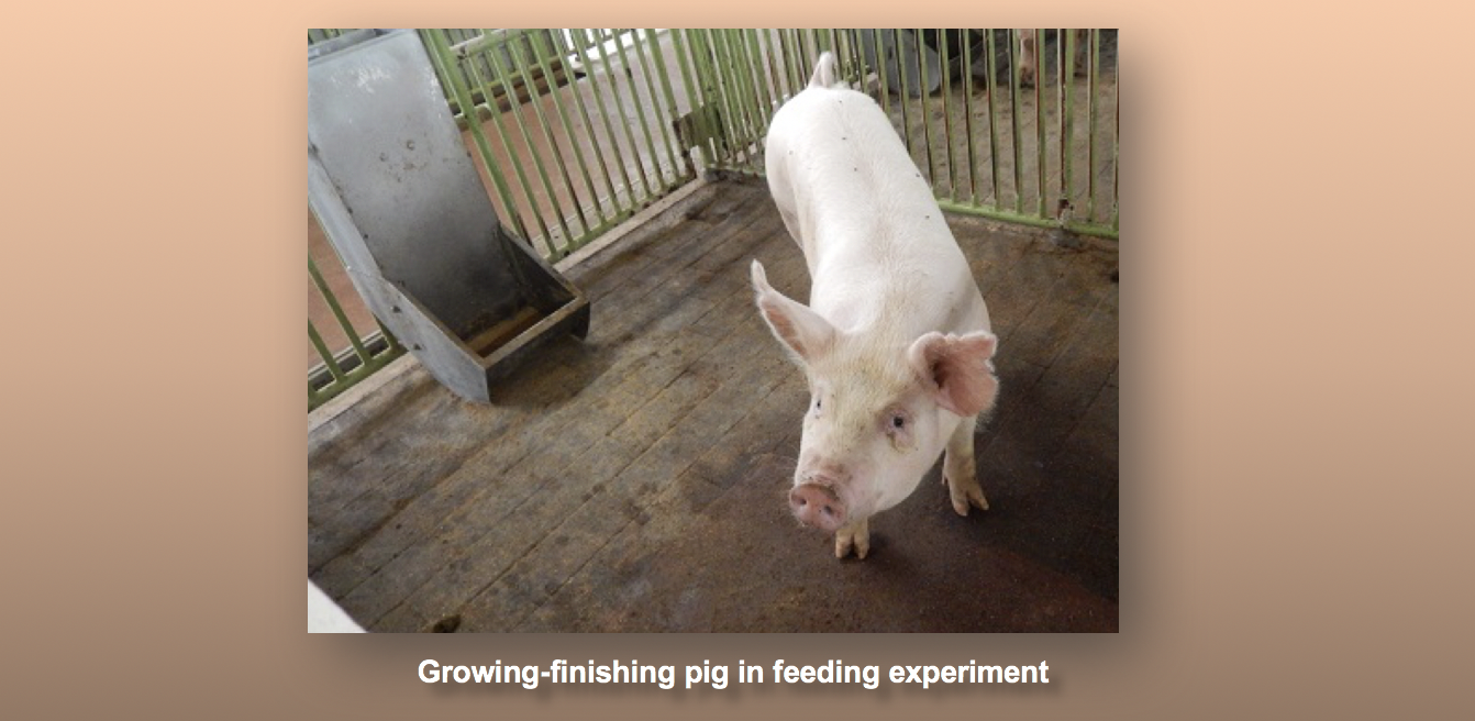 Growing-finishing pig in feeding experiment