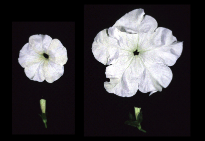 第2図:サイトカイニンおよびジベレリンによるペチュニアの花の拡大