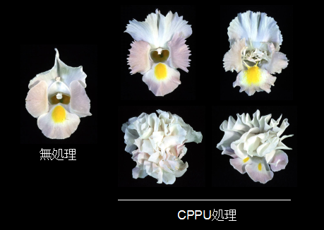 第3図:サイトカイニン代謝阻害剤CPPUによってトレニアに生じる様々な花形