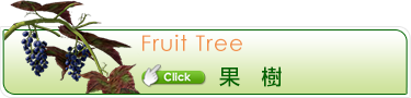 果樹