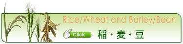 稲・麦・大豆