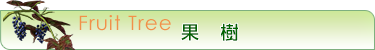 果樹