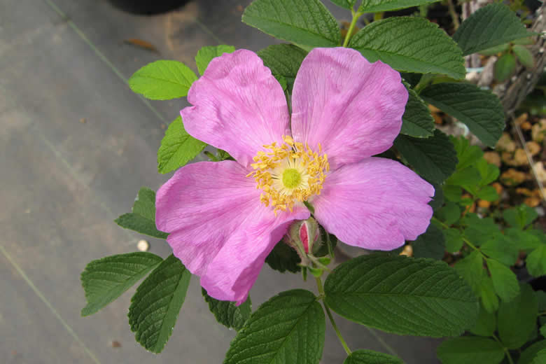 californica
