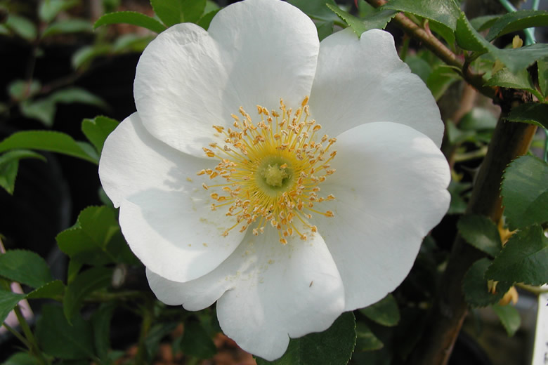 laevigata