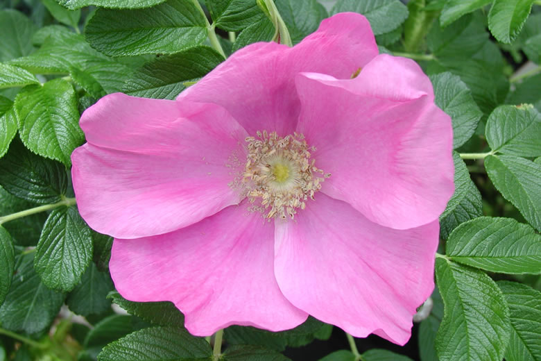 rugosa pink