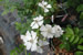 R. multiflora