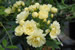 R. banksiae lutea
