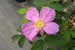 R. californica