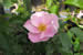R. laevigata rosea