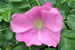 R. rugosa pink