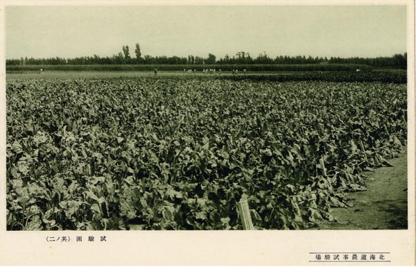 北海道農業研究センター 歴史ある写真