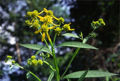 �L���~�c�\�E