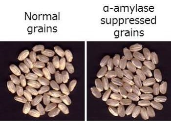 Amylase-suppressed grains