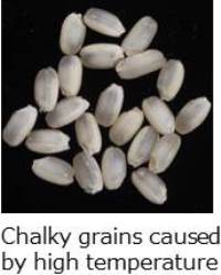Chalky grains