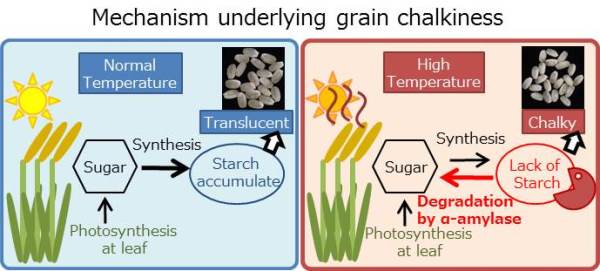 Mechanism for grain chalkiness