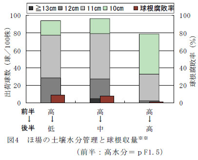図4　ほ場の土壌水分管理と球根収量※※（前半：高水分＝ｐF1.5）