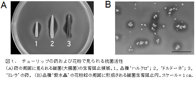 図１． チューリップの葯および花粉で見られる抗菌活性