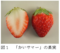 図１　「かいサマー」の果実