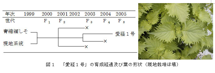 図１　「愛経１号」の育成経過及び葉の形状（現地栽培ほ場）