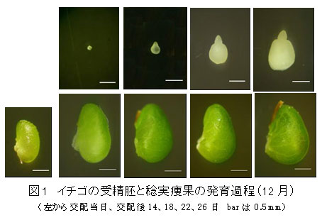 図１　イチゴの受精胚と稔実痩果の発育過程（12月）