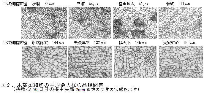 図２．木部柔細胞の平均最大径の品種間差