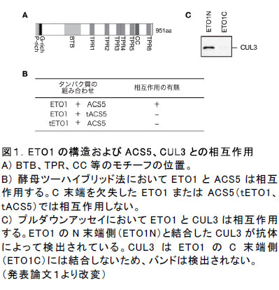 図１．ETO1の構造およびACS5、CUL3との相互作用