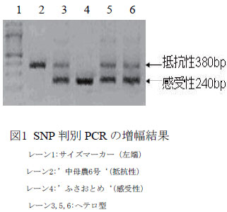 図1　SNP 判別PCRの増幅結果