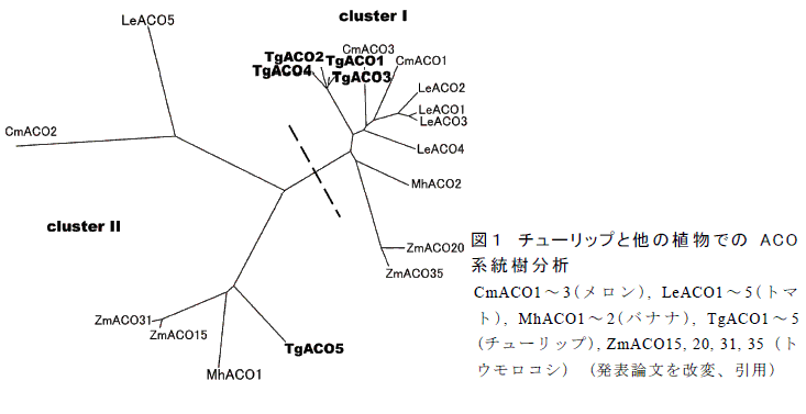 図１　チューリップと他の植物でのACO系統樹分析