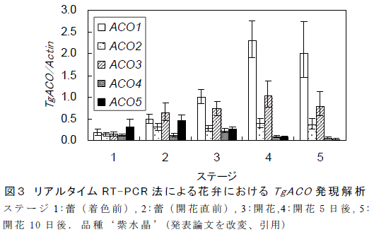 図３　リアルタイムRT-PCR法による花弁におけるTgACO発現解析
