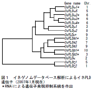 図１　イネゲノムデータベース解析によるイネPLD遺伝子（2007年1月現在）