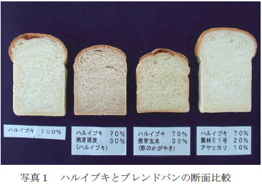 写真１　ハルイブキとブレンドパンの断面比較