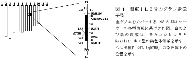 図1  関東ＩＬ３号のグラフ遺伝子型