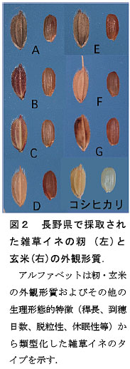 図２　長野県で採取された雑草イネの籾 (左)と玄米(右)の外観形質．