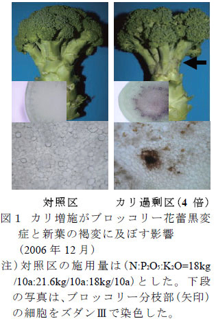 ブロッコリー花蕾黒変症の発現にはカリの増施が関係する